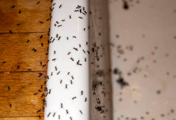 Best Bird Control  in Guerneville, CA