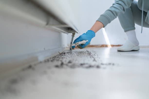 Best Rat Extermination Near Me  in Guerneville, CA